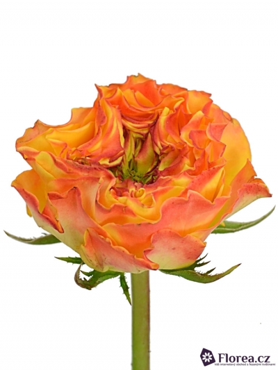 Oranžová růže CABANA RED 35cm