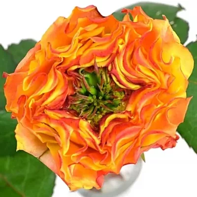 Oranžová růže CABANA RED 40cm