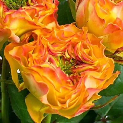 Oranžová růže CABANA RED 40cm