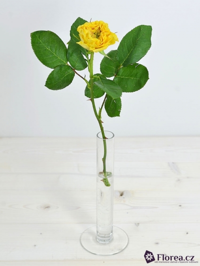 Žlutá růže CABANA YELLOW 35cm