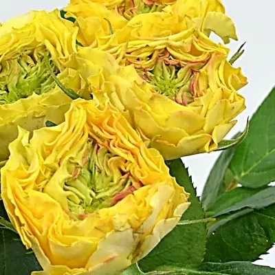 Žlutá růže CABANA YELLOW 35cm