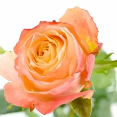 Oranžová růže CABARET 70cm