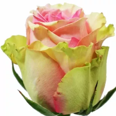 Světle růžová růže CARESS 70cm