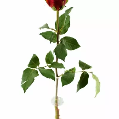 Oranžová růže CHERRY BRANDY 70cm (XXL)