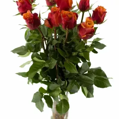 Oranžová růže CHERRY BRANDY 70cm (XXL)