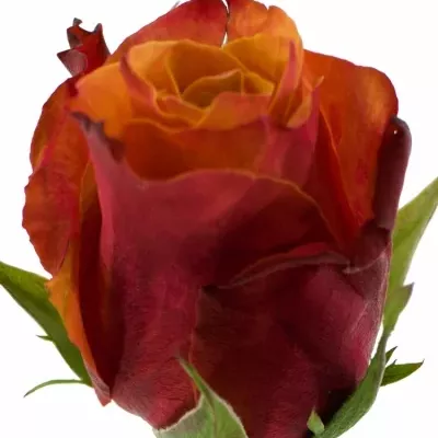 Oranžová růže CHERRY BRANDY 40cm