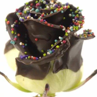 Čokoládová růže CHOCOLAT DISCO 60cm