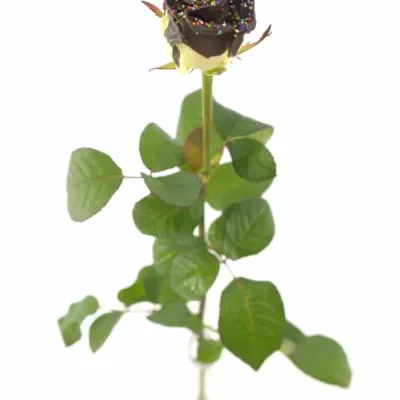 Bílá růže CHOCOLAT DISCO 60cm