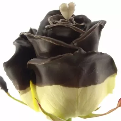 Čokoládová růže CHOCOLAT LOVE 70cm