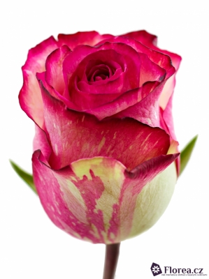 Růžová růže CLOWN 50cm