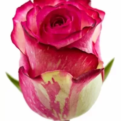 Růžová růže CLOWN 60cm