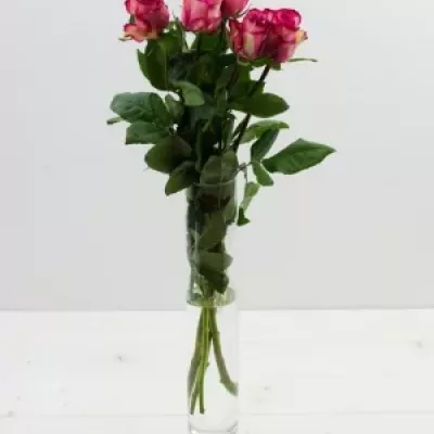 Růžová růže CLOWN 60cm