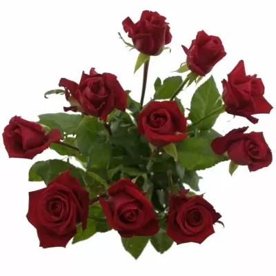 Červená růže CLUB+ NIKA 70cm