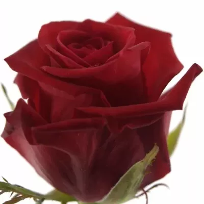 Červená růže CLUB+ NIKA 70cm