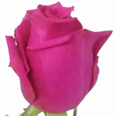 Růžová růže CLUB+ PINK 70cm