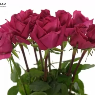Růžová růže CLUB+ PINK 70cm