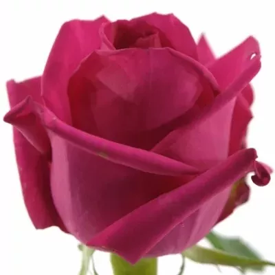 Růžová růže CLUB+ PINK 70cm