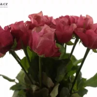 Růžová růže CORAL REEF 50cm