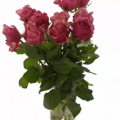 Růžová růže CORAL REEF 50cm