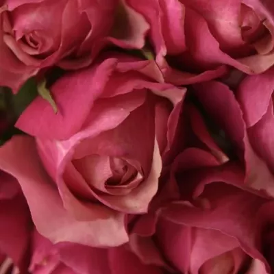 Růžová růže CORAL REEF 50cm