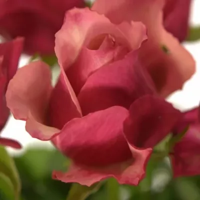 Růžová růže CORAL REEF 50cm
