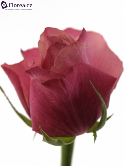 Růžová růže CORAL REEF 60cm
