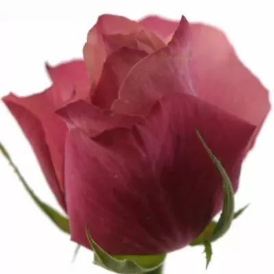 Ružová ruža CORAL REEF 50cm