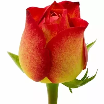 Oranžová, červená ruža DARK VAMPIRE! 50cm