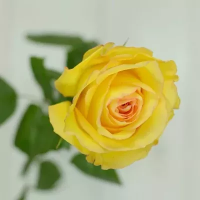 Žlutá růže DEJA VU 60cm
