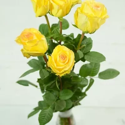 Žlutá růže DEJA VU 60cm