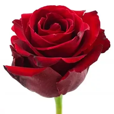 Červená růže DEVOTION 60cm