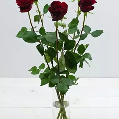 Červená růže DEVOTION 70cm
