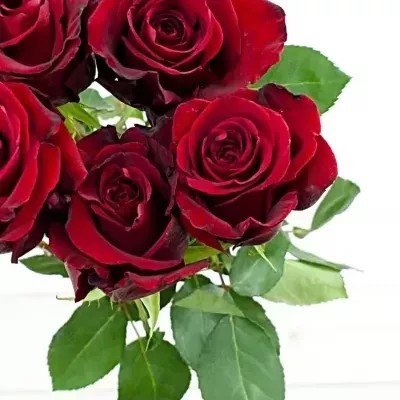 Červená růže DEVOTION 70cm