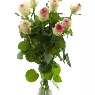 Bílorůžová růže DOLCE VITA+ 80cm