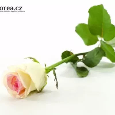 Bílorůžová růže DOLCE VITA+ 80cm