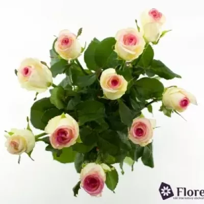 Bílorůžová růže DOLCE VITA+ 80cm