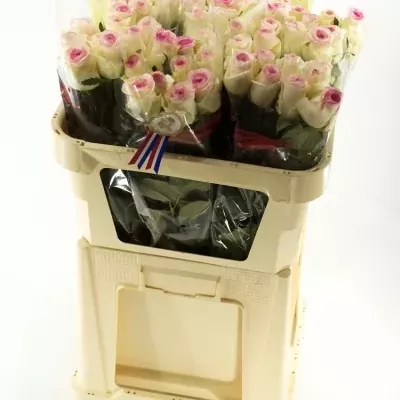 Bílorůžová růže DOLCE VITA+ 80cm