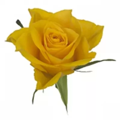 Žlutá růže EMPEROR 70cm