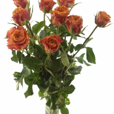 Oranžová růže ESPRESSO 70cm (XL)