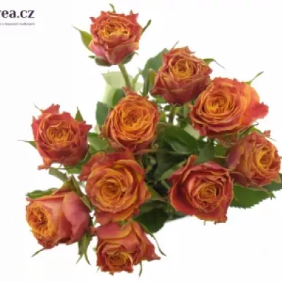 Oranžová růže ESPRESSO 70cm (XL)