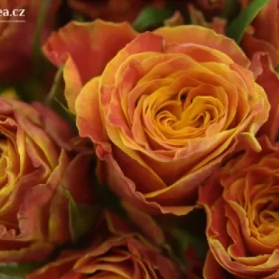 Oranžová růže ESPRESSO 70cm (XL)