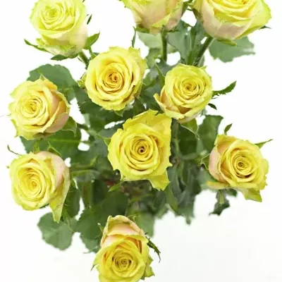 Žíhaná růže FANCY CURIOSA 60cm