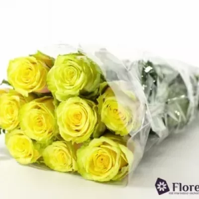 Žíhaná růže FANCY CURIOSA 60cm