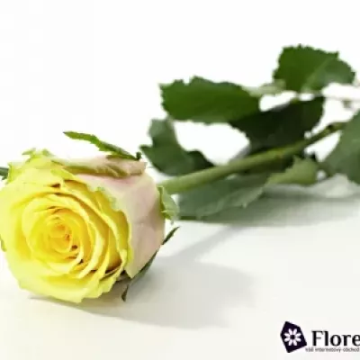 Žíhaná růže FANCY CURIOSA 60cm