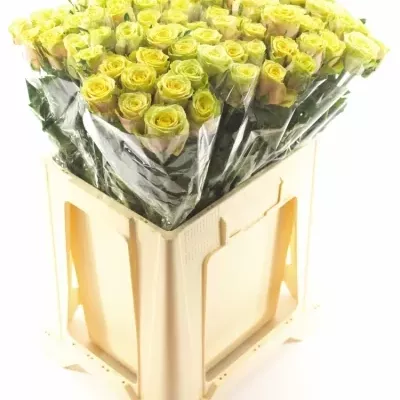 Žíhaná růže FANCY CURIOSA 60cm