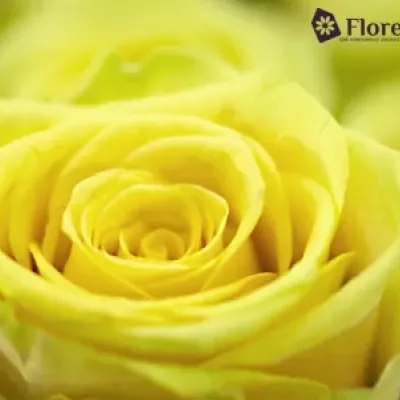 Žíhaná růže FANCY CURIOSA 60cm