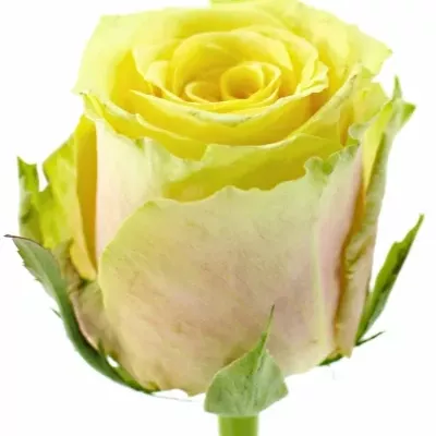 Žíhaná růže FANCY CURIOSA 60cm