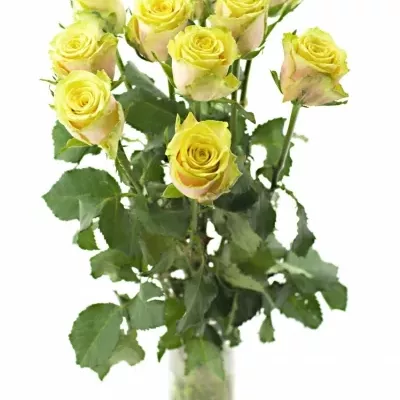 Žíhaná růže FANCY CURIOSA 60cm