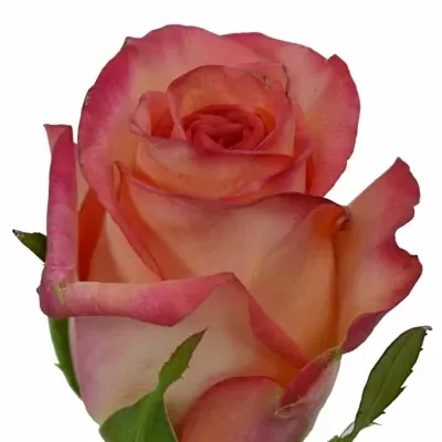 Růžová růže FIDJI 70cm