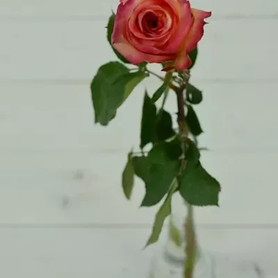Růžová růže FIDJI 60cm